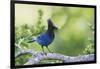 Stellers Jay-Ken Archer-Framed Photographic Print