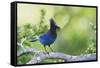 Stellers Jay-Ken Archer-Framed Stretched Canvas