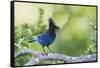 Stellers Jay-Ken Archer-Framed Stretched Canvas