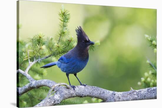 Stellers Jay-Ken Archer-Stretched Canvas