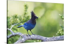 Stellers Jay-Ken Archer-Stretched Canvas
