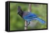 Stellers Jay-Ken Archer-Framed Stretched Canvas