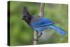 Stellers Jay-Ken Archer-Stretched Canvas