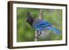 Stellers Jay-Ken Archer-Framed Photographic Print