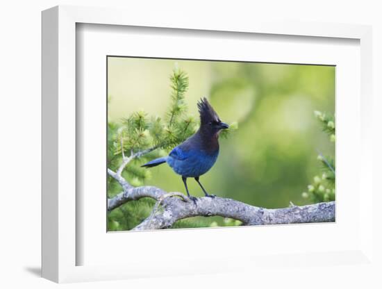 Stellers Jay-Ken Archer-Framed Photographic Print