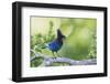 Stellers Jay-Ken Archer-Framed Premium Photographic Print