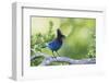 Stellers Jay-Ken Archer-Framed Premium Photographic Print