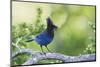 Stellers Jay-Ken Archer-Mounted Premium Photographic Print