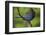 Stellers Jay-Ken Archer-Framed Photographic Print