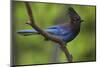 Stellers Jay-Ken Archer-Mounted Photographic Print