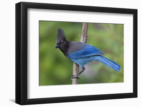 Stellers Jay-Ken Archer-Framed Premium Photographic Print