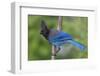 Stellers Jay-Ken Archer-Framed Premium Photographic Print