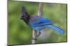 Stellers Jay-Ken Archer-Mounted Premium Photographic Print