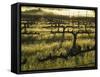 Stelling Vineyard on Oakville Grade Road, near Oakville, Napa Valley, California-Janis Miglavs-Framed Stretched Canvas