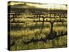 Stelling Vineyard on Oakville Grade Road, near Oakville, Napa Valley, California-Janis Miglavs-Stretched Canvas