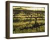 Stelling Vineyard on Oakville Grade Road, near Oakville, Napa Valley, California-Janis Miglavs-Framed Photographic Print