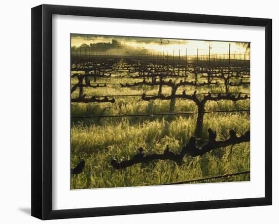 Stelling Vineyard on Oakville Grade Road, near Oakville, Napa Valley, California-Janis Miglavs-Framed Photographic Print