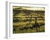 Stelling Vineyard on Oakville Grade Road, near Oakville, Napa Valley, California-Janis Miglavs-Framed Photographic Print