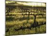 Stelling Vineyard on Oakville Grade Road, near Oakville, Napa Valley, California-Janis Miglavs-Mounted Photographic Print