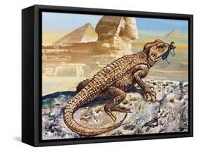 Stellion or Painted Agama (Stellagama Stellio), Agamidae, Drawing-null-Framed Stretched Canvas