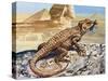 Stellion or Painted Agama (Stellagama Stellio), Agamidae, Drawing-null-Stretched Canvas