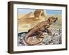 Stellion or Painted Agama (Stellagama Stellio), Agamidae, Drawing-null-Framed Giclee Print