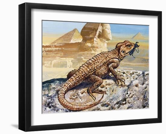 Stellion or Painted Agama (Stellagama Stellio), Agamidae, Drawing-null-Framed Giclee Print