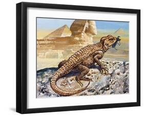 Stellion or Painted Agama (Stellagama Stellio), Agamidae, Drawing-null-Framed Giclee Print