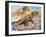 Stellion or Painted Agama (Stellagama Stellio), Agamidae, Drawing-null-Framed Giclee Print