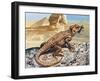 Stellion or Painted Agama (Stellagama Stellio), Agamidae, Drawing-null-Framed Giclee Print