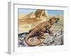 Stellion or Painted Agama (Stellagama Stellio), Agamidae, Drawing-null-Framed Giclee Print