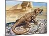 Stellion or Painted Agama (Stellagama Stellio), Agamidae, Drawing-null-Mounted Giclee Print