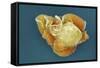 Stem Cell, SEM-Science Photo Library-Framed Stretched Canvas