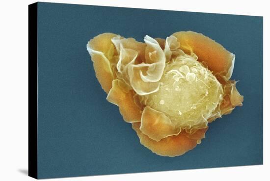 Stem Cell, SEM-Science Photo Library-Stretched Canvas
