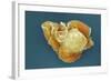 Stem Cell, SEM-Science Photo Library-Framed Premium Photographic Print