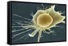 Stem Cell, SEM-Science Photo Library-Framed Stretched Canvas