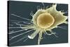 Stem Cell, SEM-Science Photo Library-Stretched Canvas