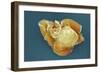 Stem Cell, SEM-Science Photo Library-Framed Photographic Print