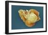 Stem Cell, SEM-Science Photo Library-Framed Photographic Print