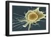 Stem Cell, SEM-Science Photo Library-Framed Photographic Print