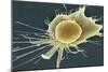 Stem Cell, SEM-Science Photo Library-Mounted Photographic Print