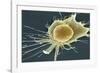 Stem Cell, SEM-Science Photo Library-Framed Photographic Print