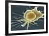 Stem Cell, SEM-Science Photo Library-Framed Photographic Print