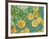 Stem Cells, Light Micrograph-NIBSC-Framed Photographic Print