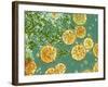 Stem Cells, Light Micrograph-NIBSC-Framed Photographic Print