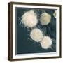 Stem Cells, SEM-Science Photo Library-Framed Premium Photographic Print