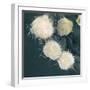 Stem Cells, SEM-Science Photo Library-Framed Premium Photographic Print