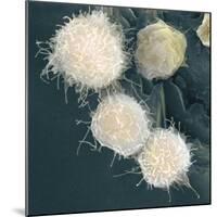 Stem Cells, SEM-Science Photo Library-Mounted Premium Photographic Print