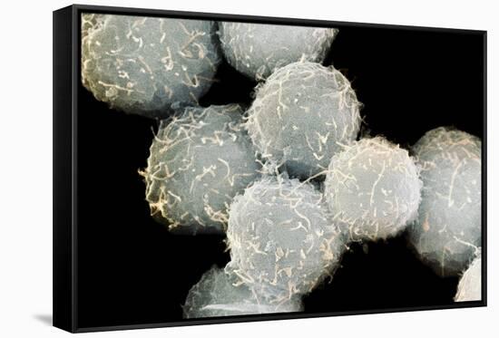 Stem Cells, SEM-Science Photo Library-Framed Stretched Canvas