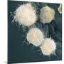 Stem Cells, SEM-Science Photo Library-Mounted Photographic Print